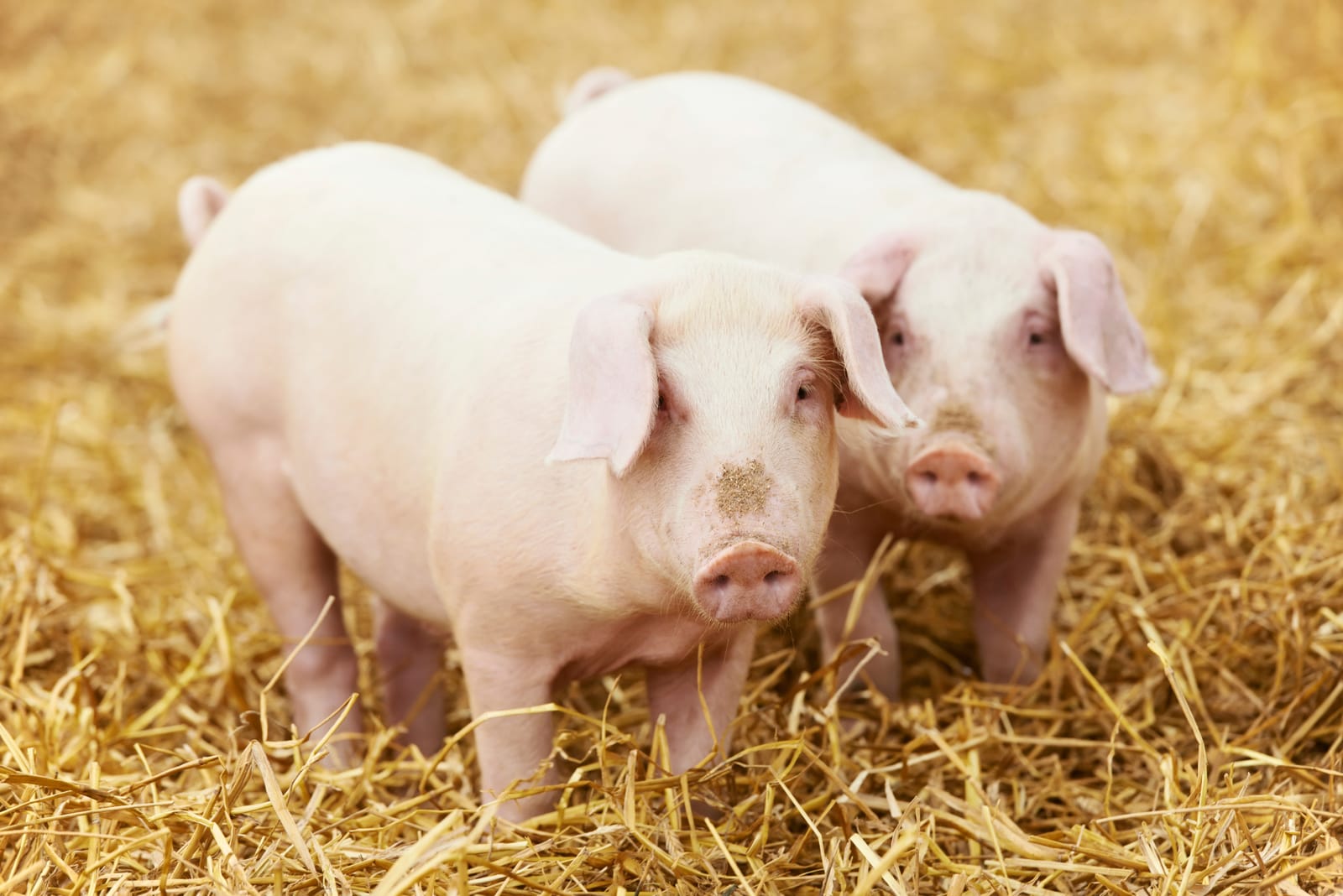 Pigs on straw