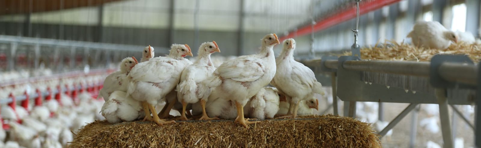Poulets de chair blancs debout sur une balle de foin à l'intérieur.