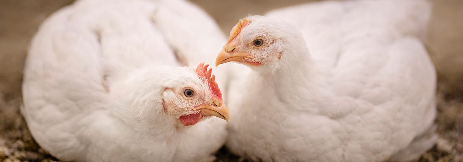 Deux poulets blancs se reposent et se regardent.