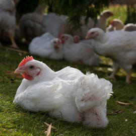 Broiler chicken sitting on grass