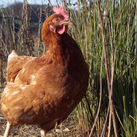 Poule pondeuse plein air