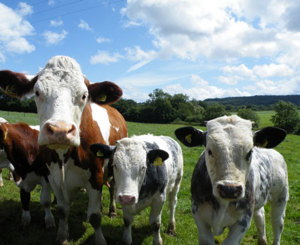 Comparaison des différentes initiatives bien-être animal par rapport aux critères CIWF - Vaches laitières