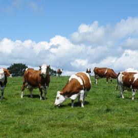Vaches laitières au pré (1)