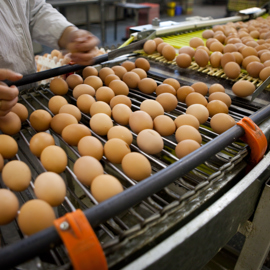 5 Egg Production