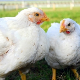 12Broilers Eligibilitycriteria (1)
