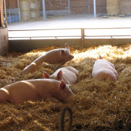 20 Hw Pigs