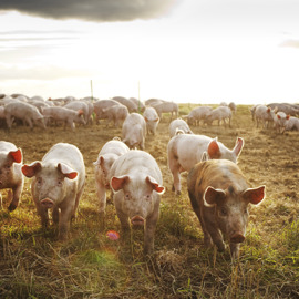 202 Outdoor Pigs