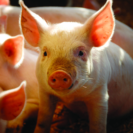 22Piglet In Sunshine 1