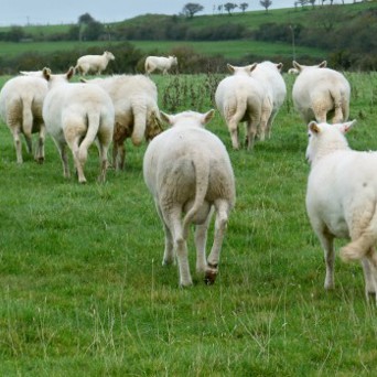 Benefits of the Easy Care Sheep | CIWF Agroalimentaire