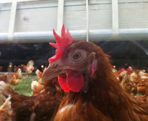 Utilising end-of-lay hens for chicken meat