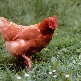 Free Range Laying Hen