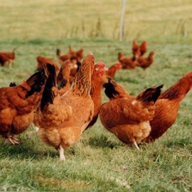 Free Range Laying Hens