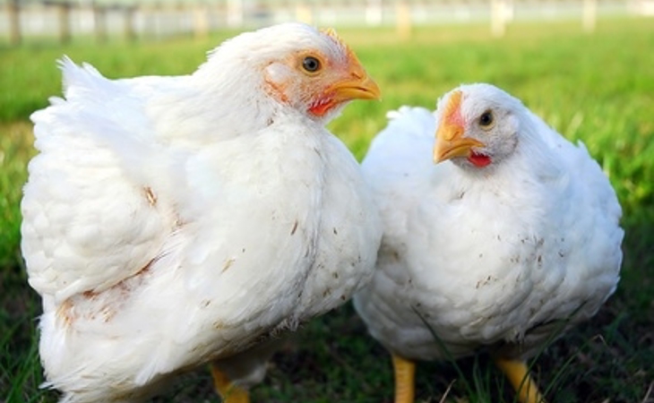 12Broilers Eligibilitycriteria
