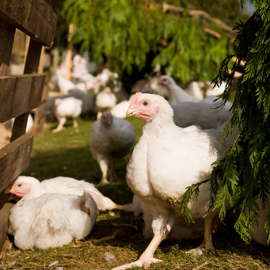 Broiler Image