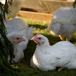 Broiler2