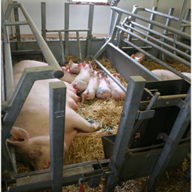 Free Farrowing