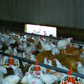 Free Range Broiler Chickens Inside Shed With Straw Bale Enrichment 1