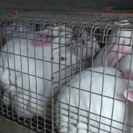 Caged rabbits 1
