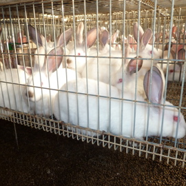 Caged rabbits 2