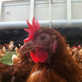 Rondeel hen.jpeg