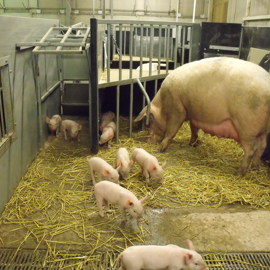 Free farrowing bklt.JPG
