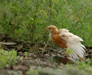 L'importance d'un système d'élevage adapté aux poulettes