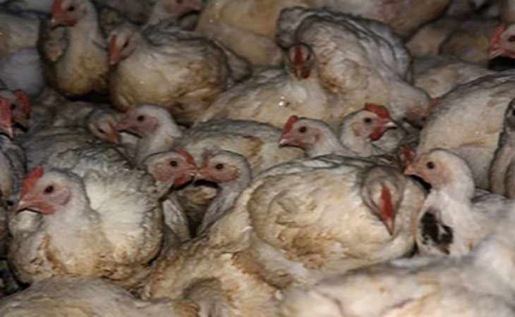 Broilers_Crammed.jpg