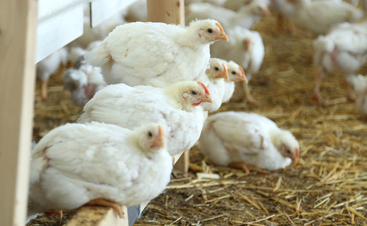 Broilers-perching-on-wood-frame2.jpg