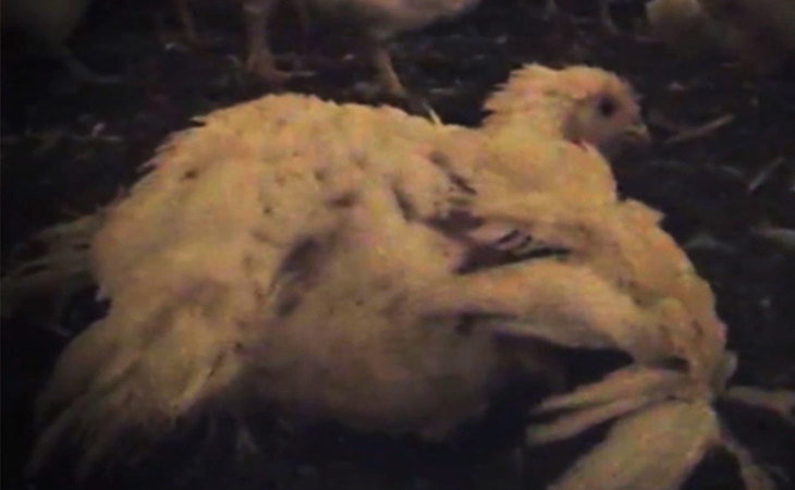 Lame-Chicken.jpg