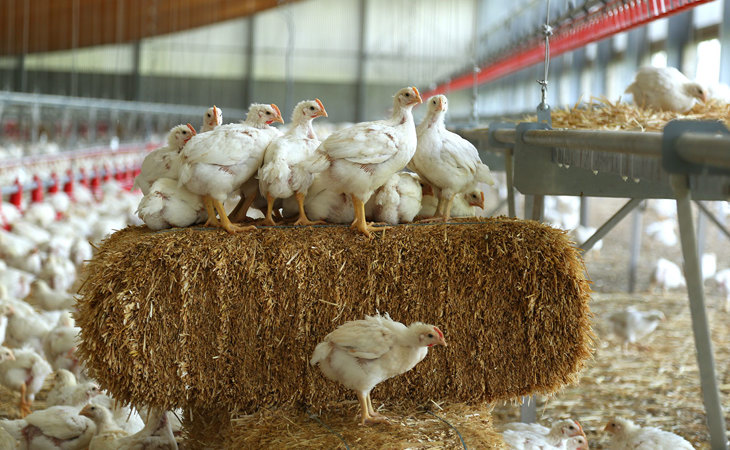 Broilers-on-straw-bale2.jpg