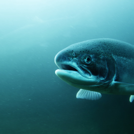 GLOOMY SALMON iStock-182175369.jpg