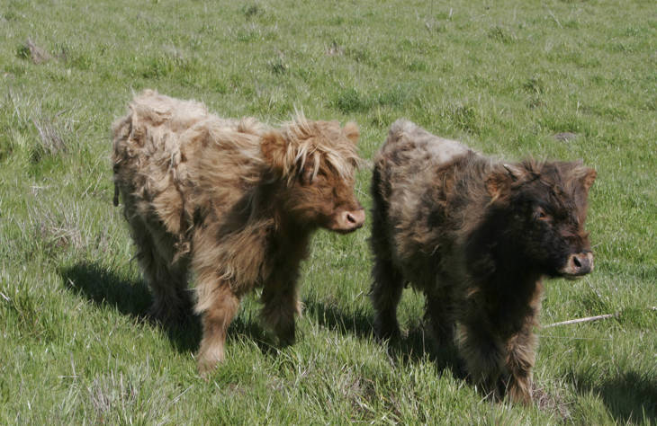 Calves In Field 2000x1300.jpg