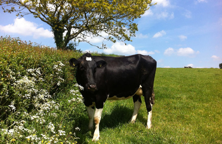 Cow by cow parsley 2000x1300.jpg