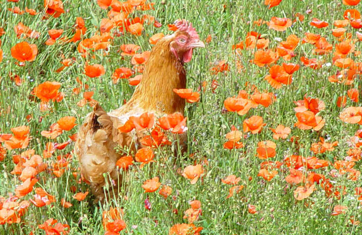 Hen in poppies 2000x1300.jpg