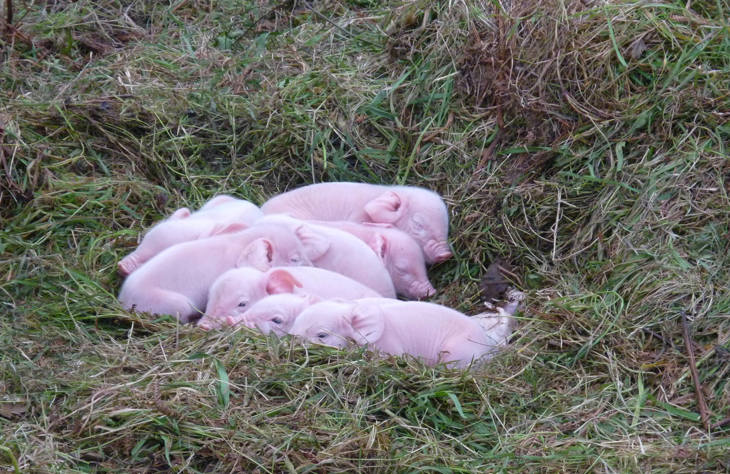 Piglets Asleep In Field 2000x1300.jpg