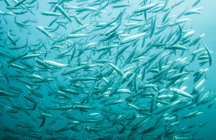 Shoal of sardines 2000x1300.jpg