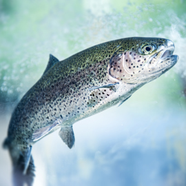 Rainbow trout istockphoto.jpg