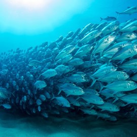 shoal-of-fish-2500x1656.jpg