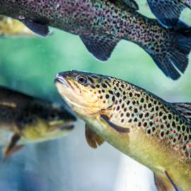 Rainbow trout - iStock-692573036.jpg