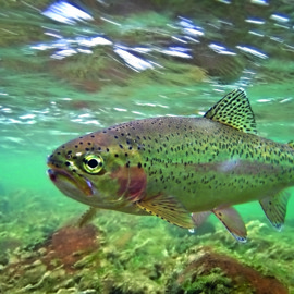 Rainbow trout_ istockphoto 69147.jpg