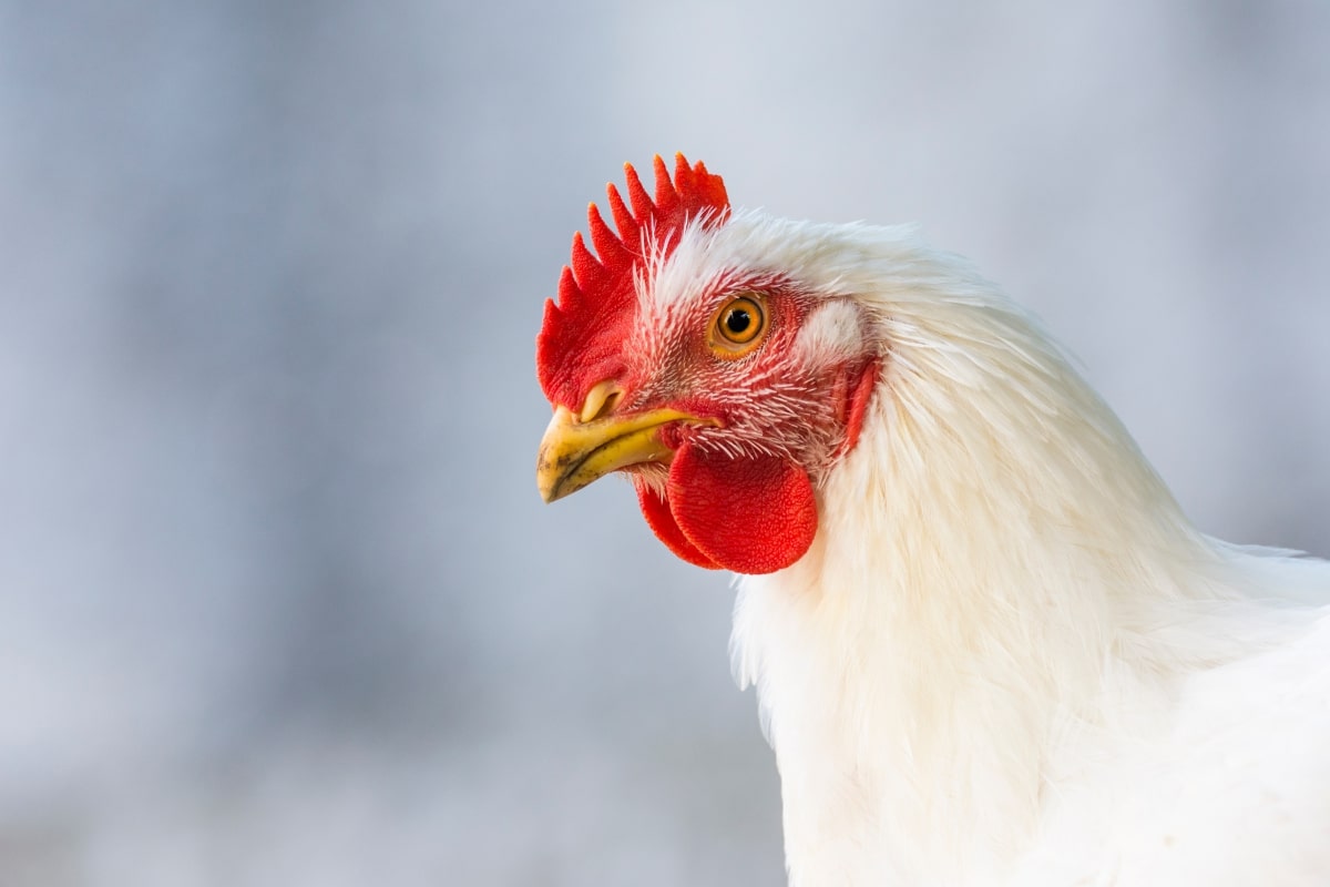 Poulets de chair | CIWF Agroalimentaire