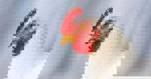 Poulets de chair | CIWF Agroalimentaire