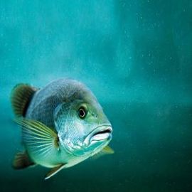 Seabass 1
