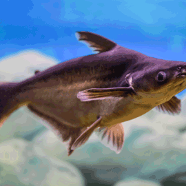Pangasius Fish Swims In A Transparent Aquarium