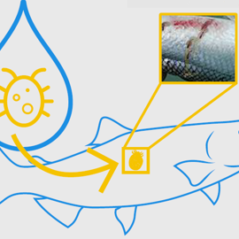 Sea Lice Infographic