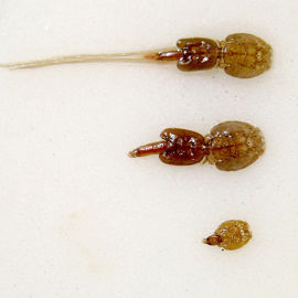 Sea Lice