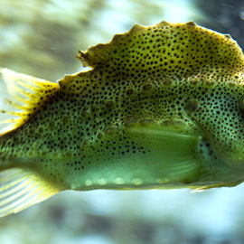 Lumpfish1144711388