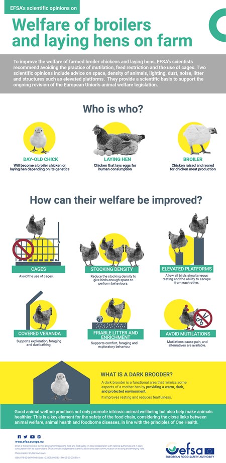 EFSA Infographic on the welfare of broilers and laying hens.