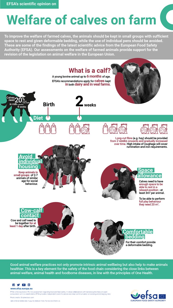 Efsa infografic on calves welfare
