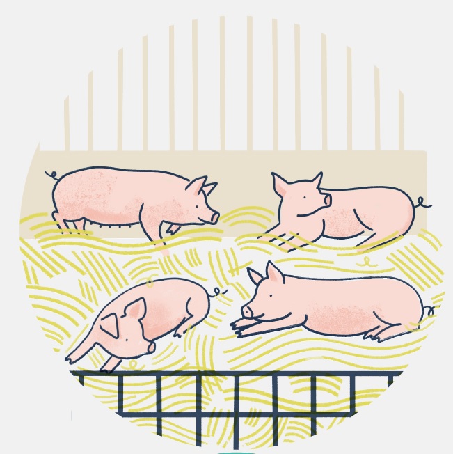 Infographie - Engagement hors-cage pour les truies | CIWF Agroalimentaire